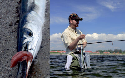 KYLLINGEHJERTER – SUPERAGN TIL HORNFISK