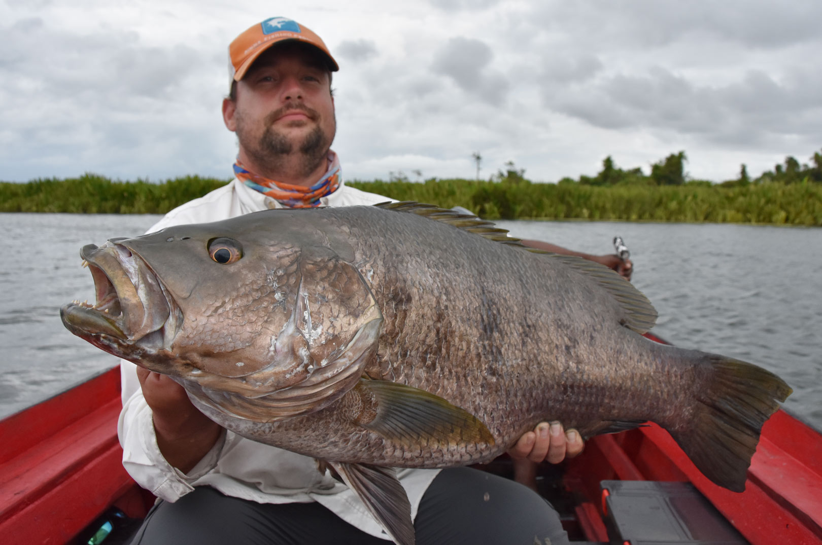 De store papuan bass over 10 kilo som denne, er ofte noget mørkere end de mindre fisk.