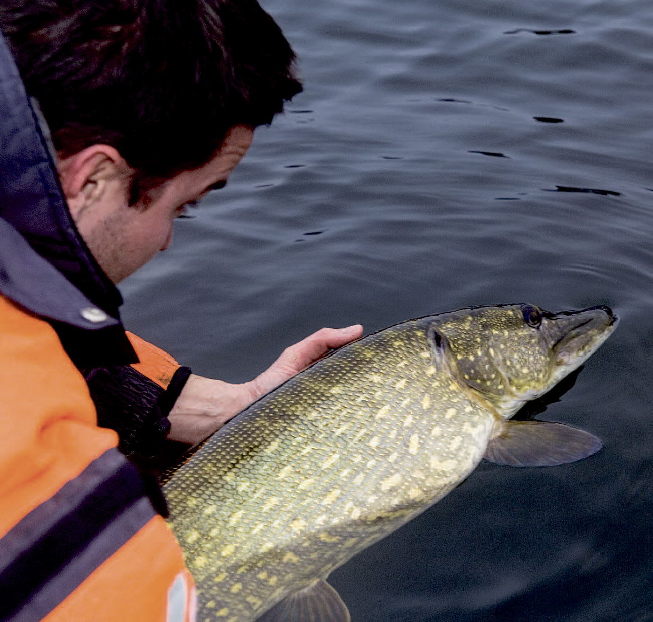 Mange søer modtager et stortfiskepres – og ønsker man at der fortsat skal være et godt fiskeri, er det en god ide at genudsætte fiskene nænsomt.