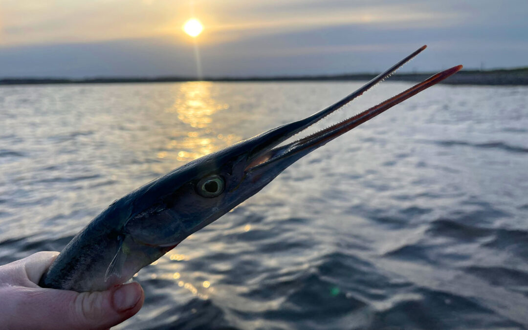 hornfisk