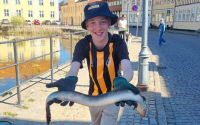 WESTIN CUP 2026: GEDDEPREMIERE GAV STOR ÅL I STEDET