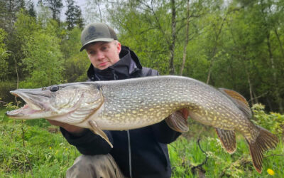 EN FLOT MAJGEDDE PÅ JERKBAIT