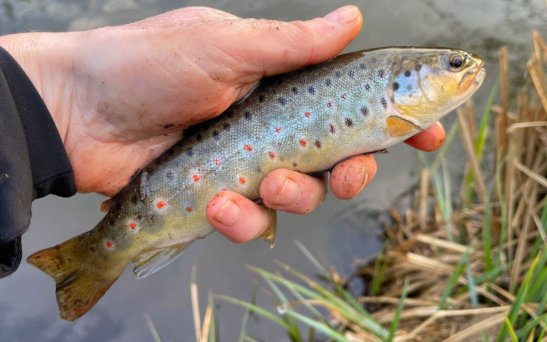 DTU Aqua har netop lavet fiskebestandsundersøgelser i Ryå, Skjern Å og Varde Å.