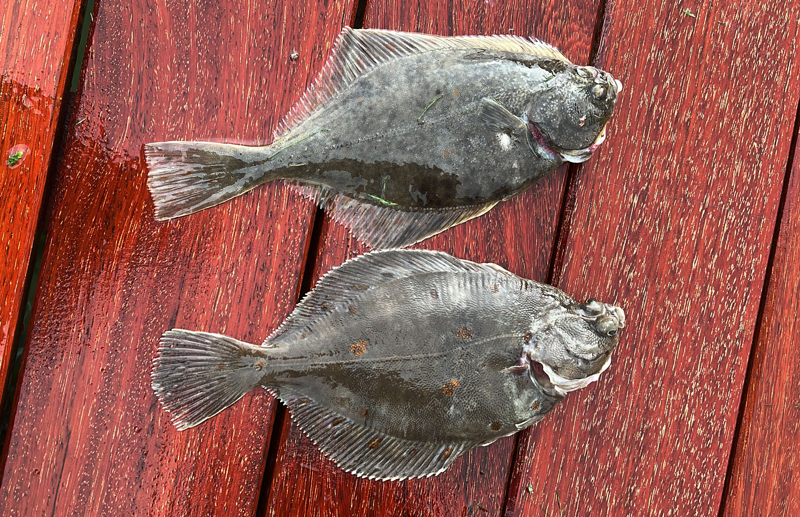 Axel havde en go´tur med b¨de fladfisk og havørred fra havnen.