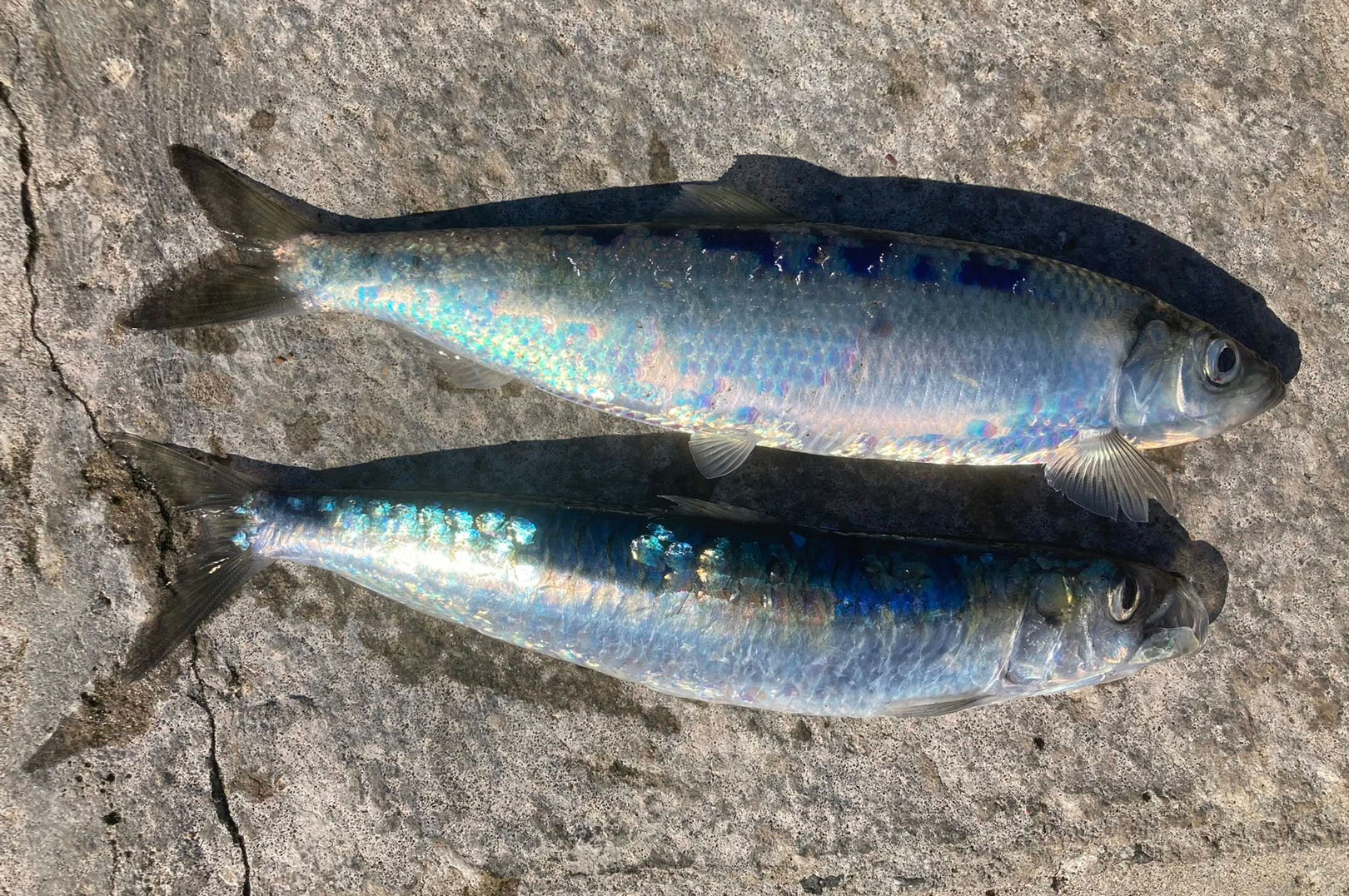 Sardine (nederst) kendes blandt andet fra silden på at skællene ikke er taglagte. Øverst Brian med drømmefangsten.