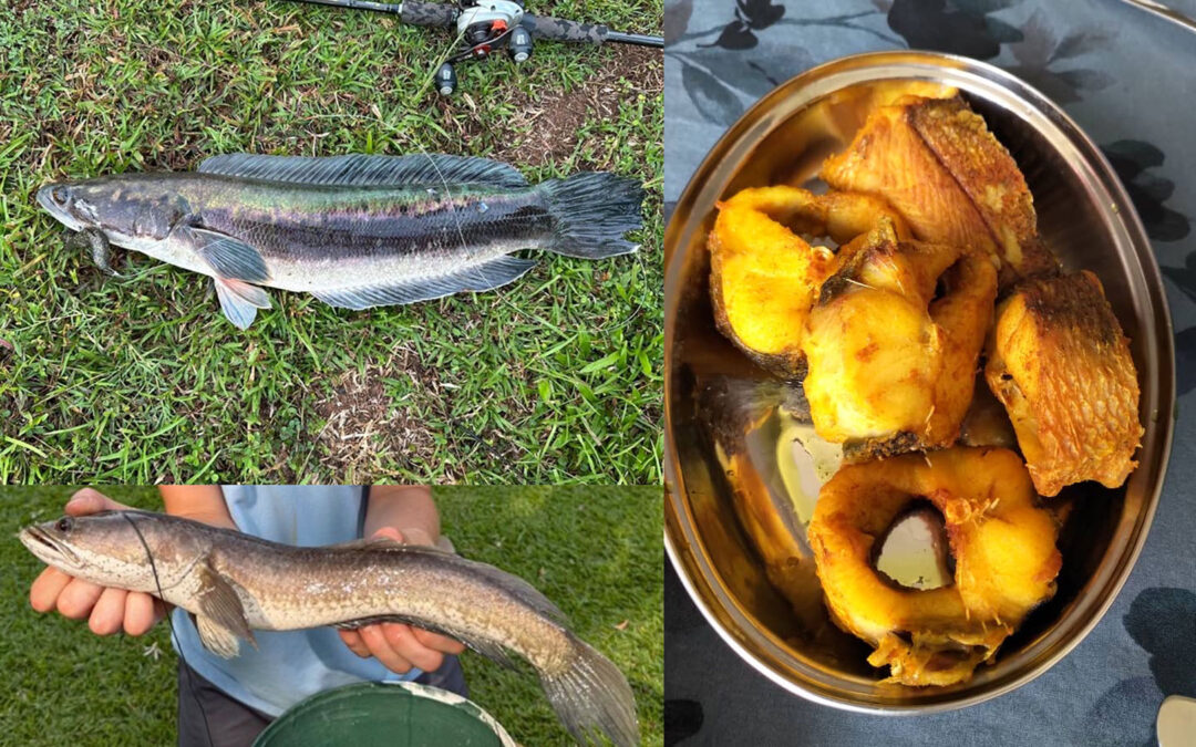 WESTIN CUP 2026: EFTER SNAKEHEADS I MALAYSIA