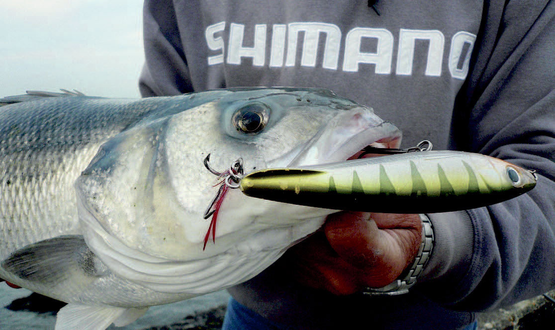 Shimanos X-rap Subwalk er enfed havbars agn til de helt store
og der ikke tvivl om at jerkbaitfiskeri
efter havbars er noget af
det der vil blive udviklet i
fremtiden.