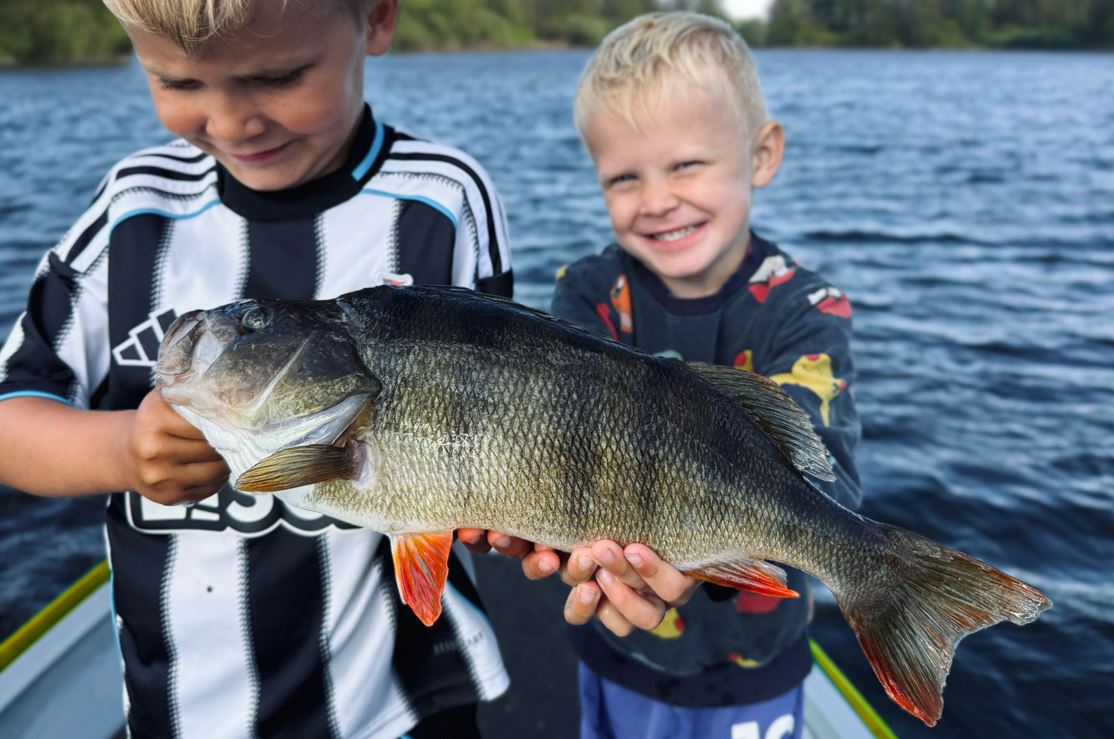 Det er svært at beskrive følelsen af, når ens 4-årige søn egenhændigt fisker sig til en kæmpeaborre på 47 centimeter. Øverst: Man kan vist ikke være i tvivl om, at Thorbjørn var ved at sprænges af stolthed over at fange denne gigant, som var yderst tæt på den gældende danske længderekord for aborre.