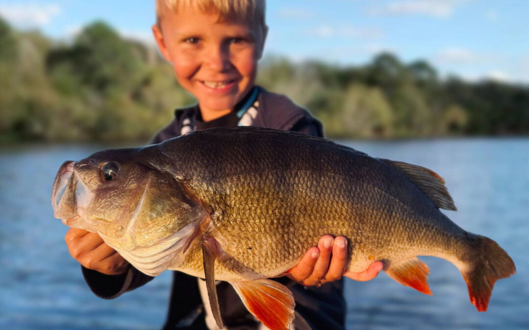 DAIWA CUP 2026: ABORREBONANZA MED ADSKILLIGE KÆMPEFISK