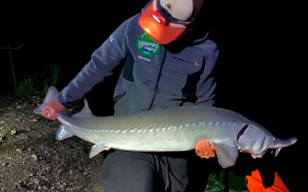 DAIWA OPEN 2026: EN SIBIRISK STØR I SKYBRUDDET