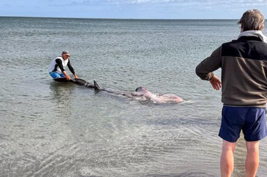 Brugde ved Ålbæk Strand slæbes ud på lidt dybere vand. Foto: Sofie Rosenquist