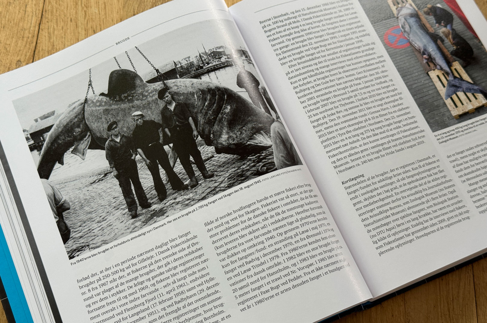 Læs mere om Brugden i Atlas over Danske Saltvandsfisk bind 1.
