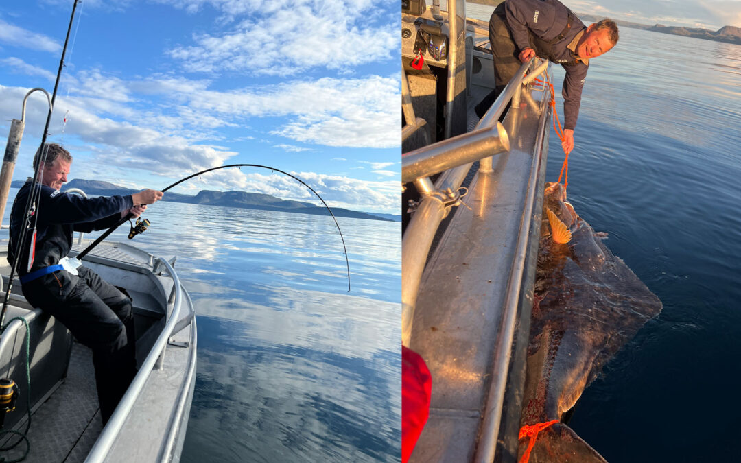 DAIWA OPEN 2026: GIGANT 200 KILOS HELLEFLYNDER TIL DANSKER