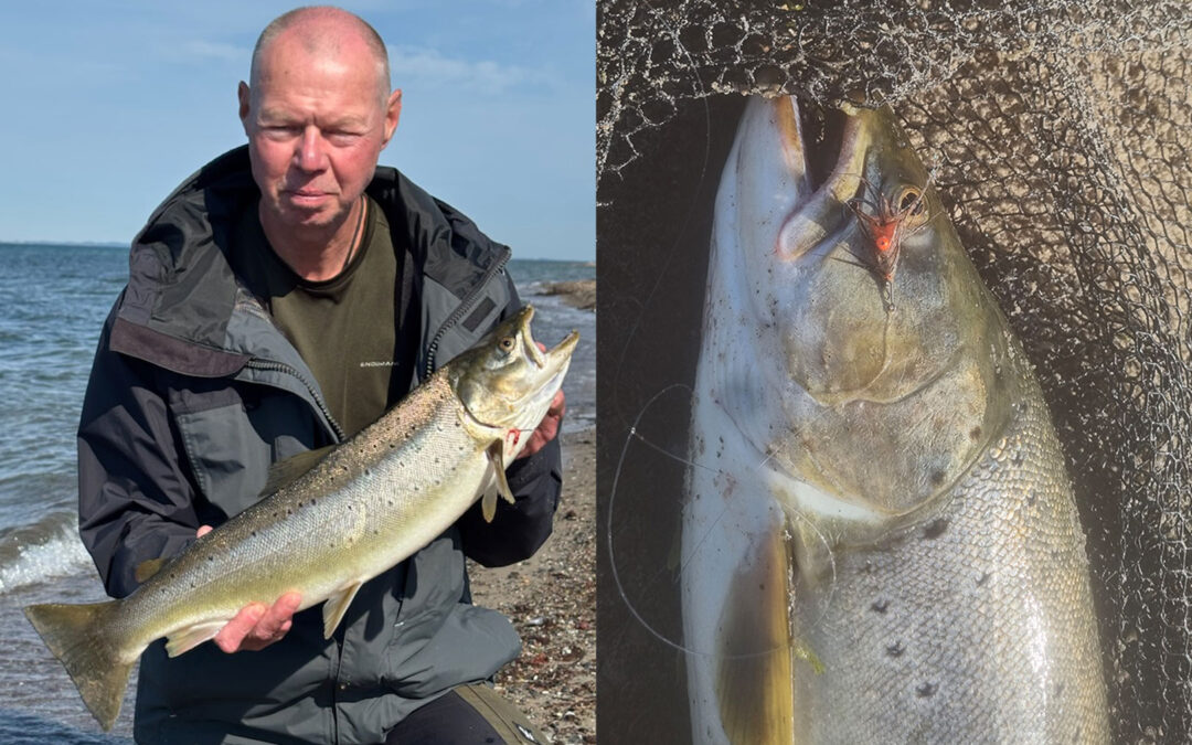 Tor Bentsen med sin flotte havørred fra Lolland.
