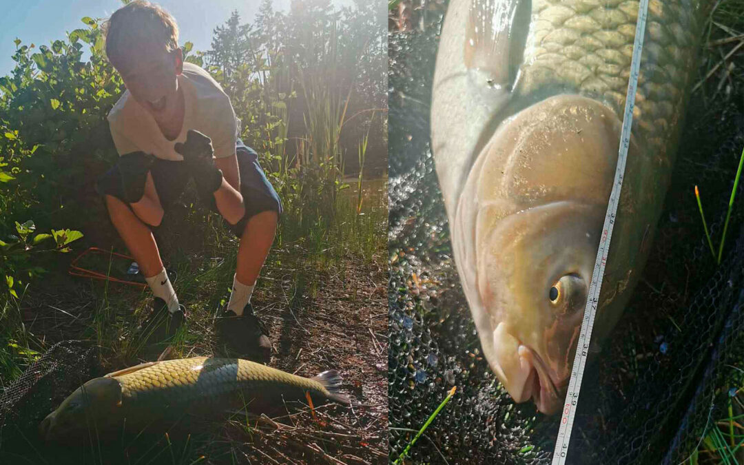 DAIWA OPEN 2026: EN GRÆSKARPE PÅ DAPPEFISKERI
