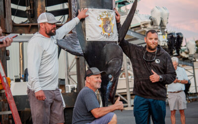 GIGANT BLUE MARLIN PÅ 570 KILO TAGET UD FRA USA´s ØSTKYST