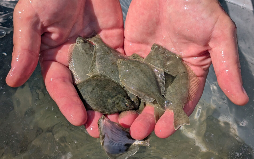 Østdansk Fladfiskeforening udsætter skrubber i Øresund.