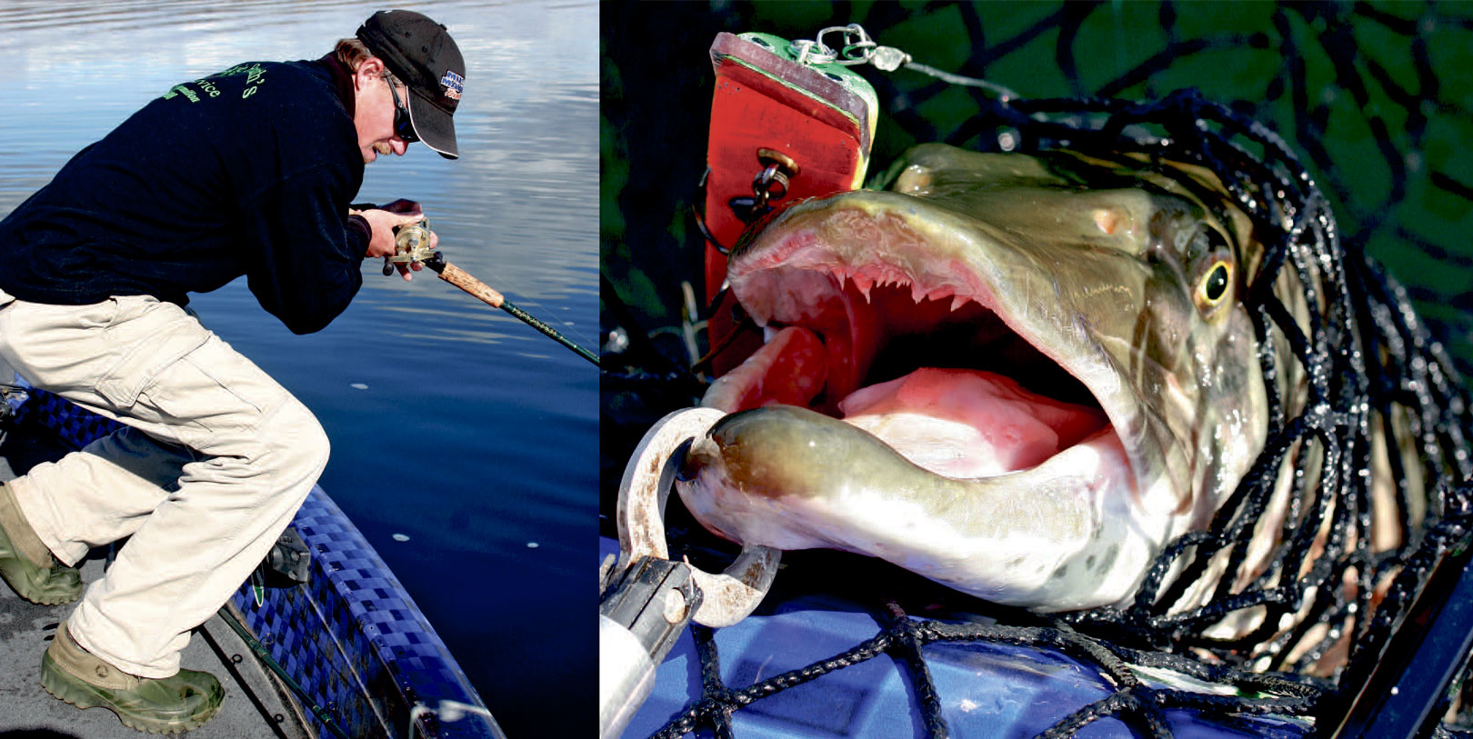 1) Muskiefiskeri kræver sin mand – og det rette grej.Både stang, hjul og line udsættes for massive bank – både under kast, indspinning og fight. 2) Det bedste og mest skånsomme er at afkroge fisken i nettet, mens den stadig er i vandet. Denne muskie er fanget på et pullbait – en type af agn, der skærer sig ned under indspinningen og stiger ved spinstop – præcis som en flydende wobler.