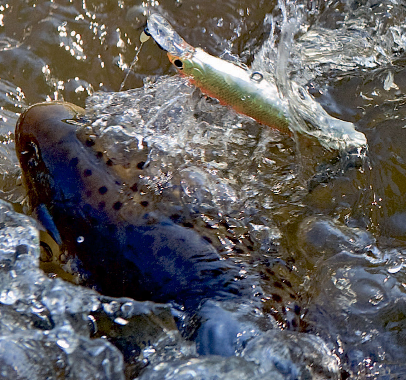 Når fisken hugger frigøres forfangetfra woblerskeen, så den kan glide frit op ad linen, hvorved brækstangs-effekten fjernes. Her er det en Prey 69 monteret på et tokrogs fluorocarbon takel, der har lokket en sky bækørred til hug.