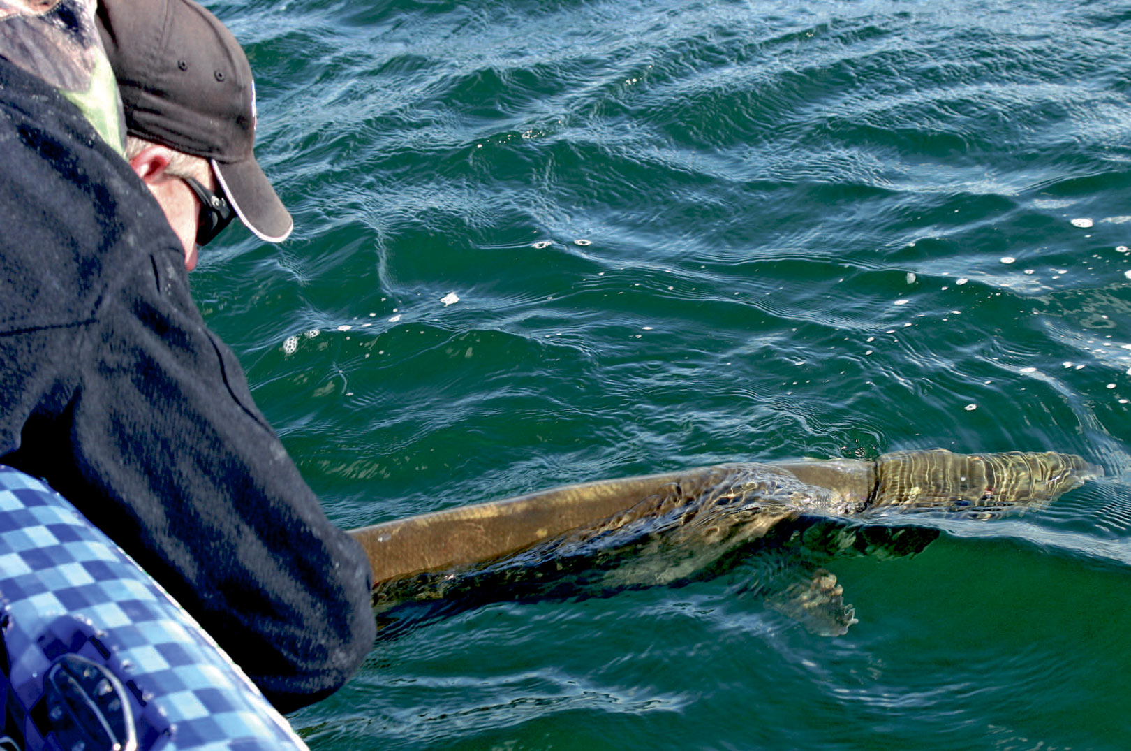 For at minimere skaderne påfisken, måler man kun længden i stedet for at veje fisken. Efter et par hurtige billeder genudsættes fisken forsigtigt.