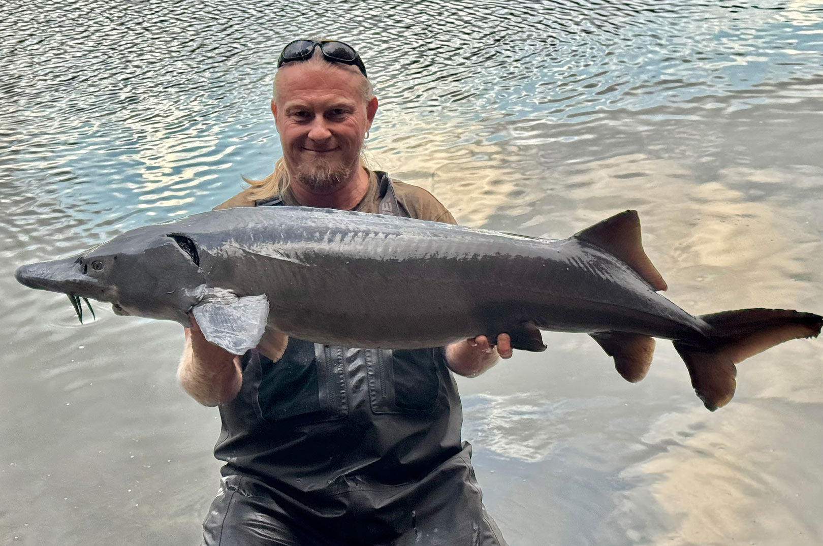 Simon fangde mange flotte fisk som fx denne sibiriske stør. Øverst Jannie med sin fine hvide stør, der blev turens største.