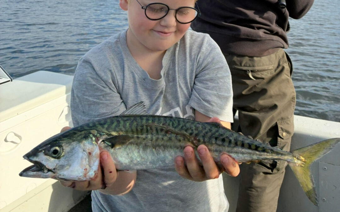 Asger Gad min sin flotte kilosmakrelt taget på smelt og flåd i Roskilde Fjord.