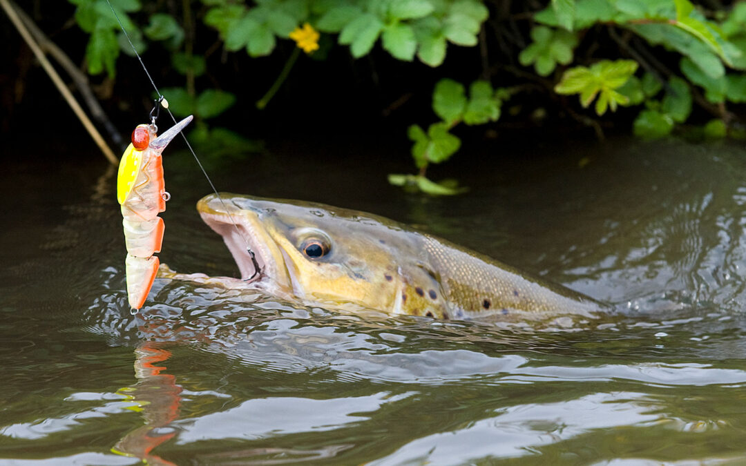 Ved at fiske din wobler som vist – enten med et – eller tokrogstakler – vil du lande flere fisk, end hvis du fisker samme wobler monteret normalt med hhv en eller to kroge. Her er det Savage Gear