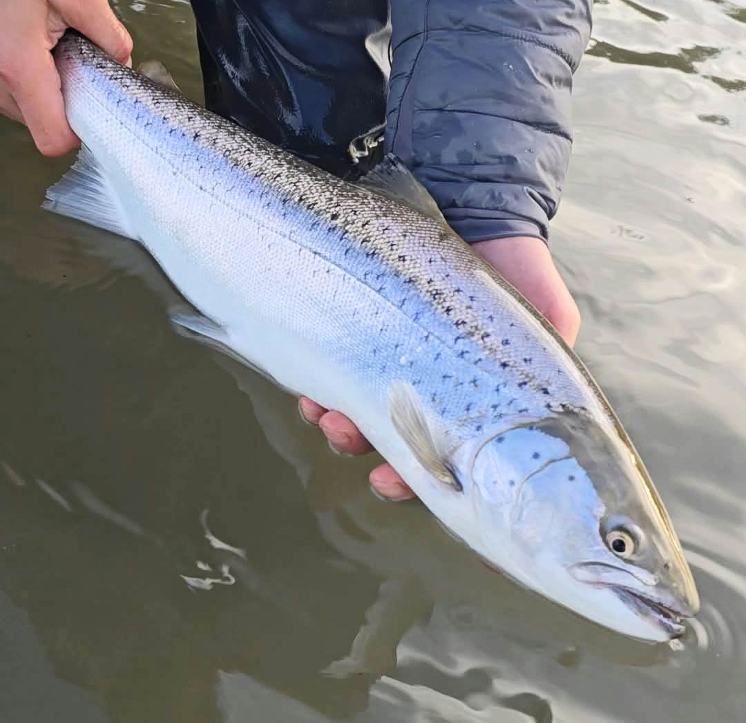 Så bliver de ikke flottere. Øverst Søren Sørensen med en af sine flotte havørreder taget på en gul kystwobler.
