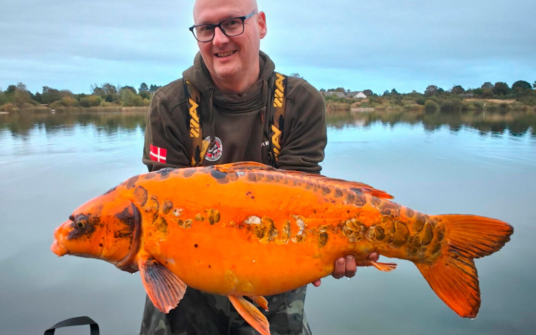 Bjørn Jensen med sin utroligt flotte spejlkoi fra Nordvestsjællands Fiskepark.
