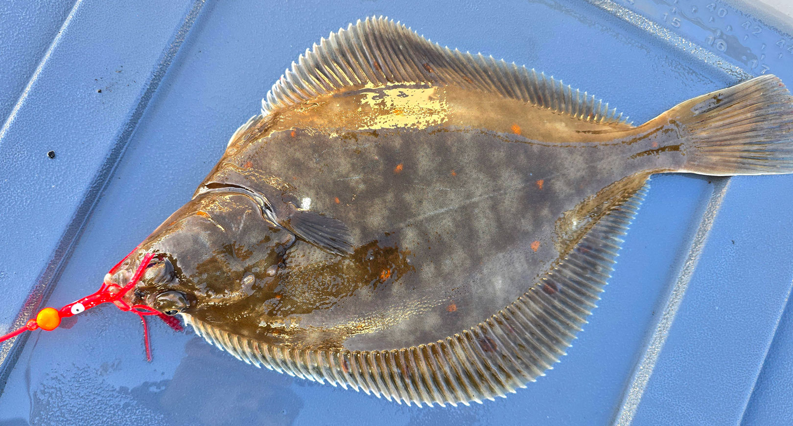 Christian Sundfisker og hans kammerat havde 46 pæne fladfisk oppe at vende, hvoraf de fleste var fine rødspætter.