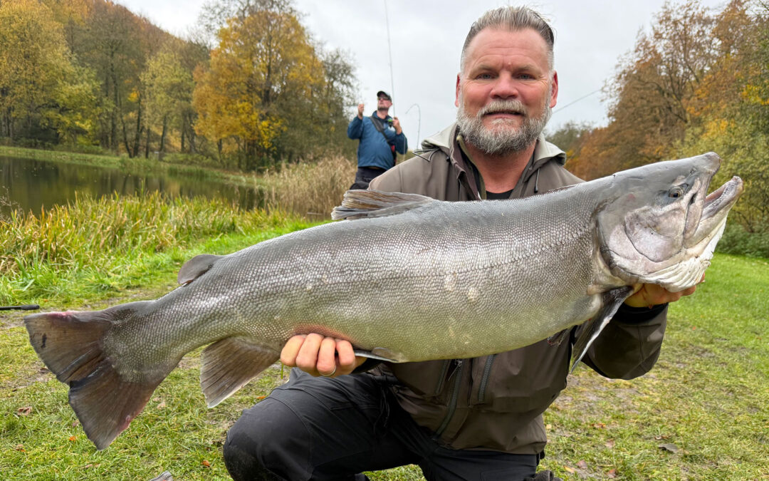Klaus Hansen med sin nye potentielle danmarksrekord for sølvørred fanget i Medestedet.