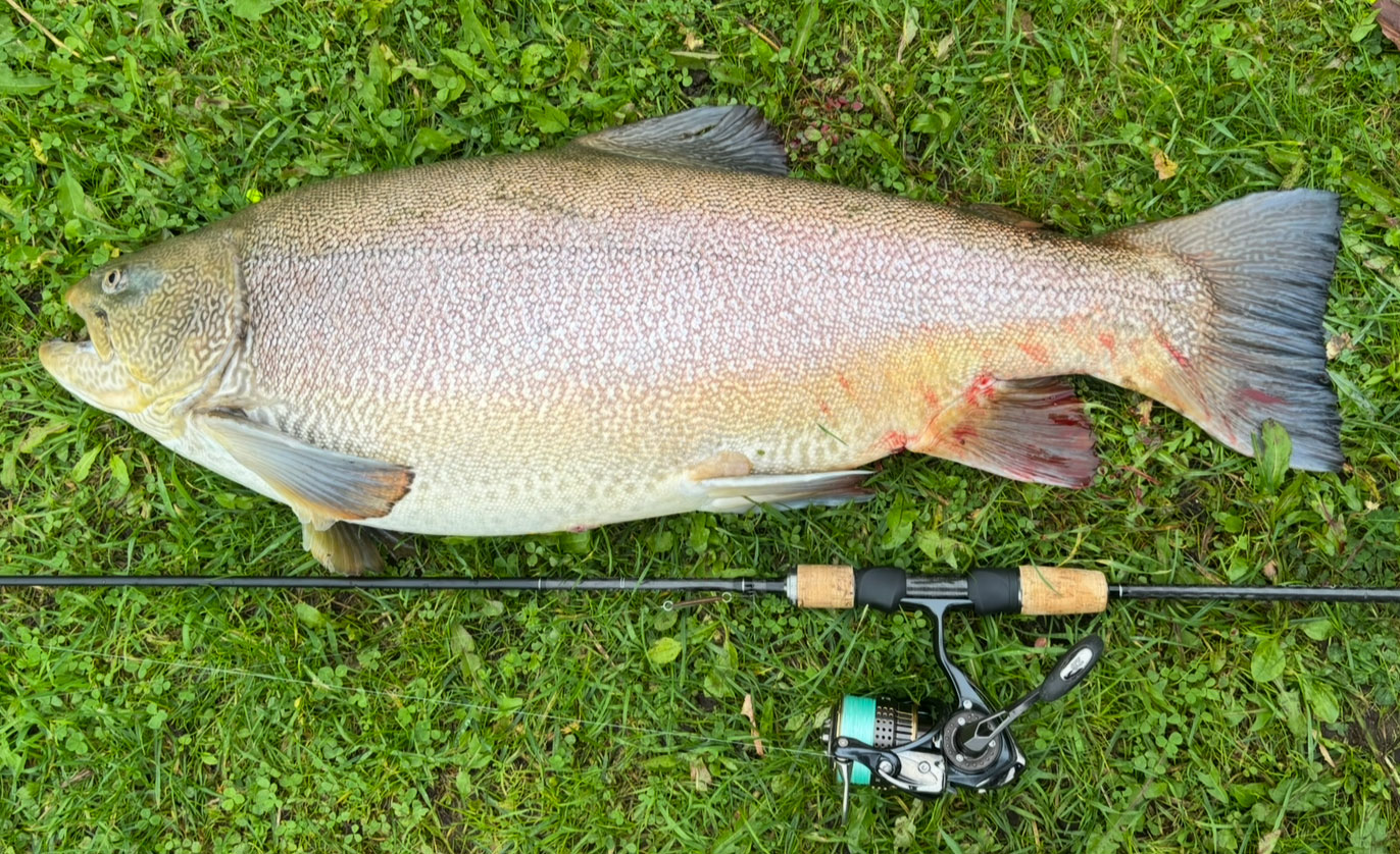 Klauses potentielle DK rekord for sølvørred på over ni kilo var ikke just underernæret. Der går pt flere fisk over denne størrrelse i Medestedet.