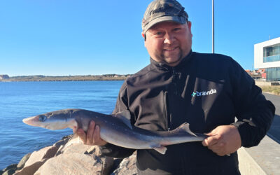 DAIWA OPEN 2026: EFTER PIGHAJER FRA SKAGENS MOLE